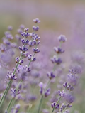 Mes 01. Junio 2026 | Lavanda | Un respiro para volver a la calma