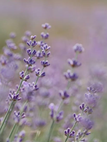 Mes 01. Junio 2026 | Lavanda | Un respiro para volver a la calma